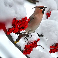 Bannière de l'émission LE RDV CLASSIQUE